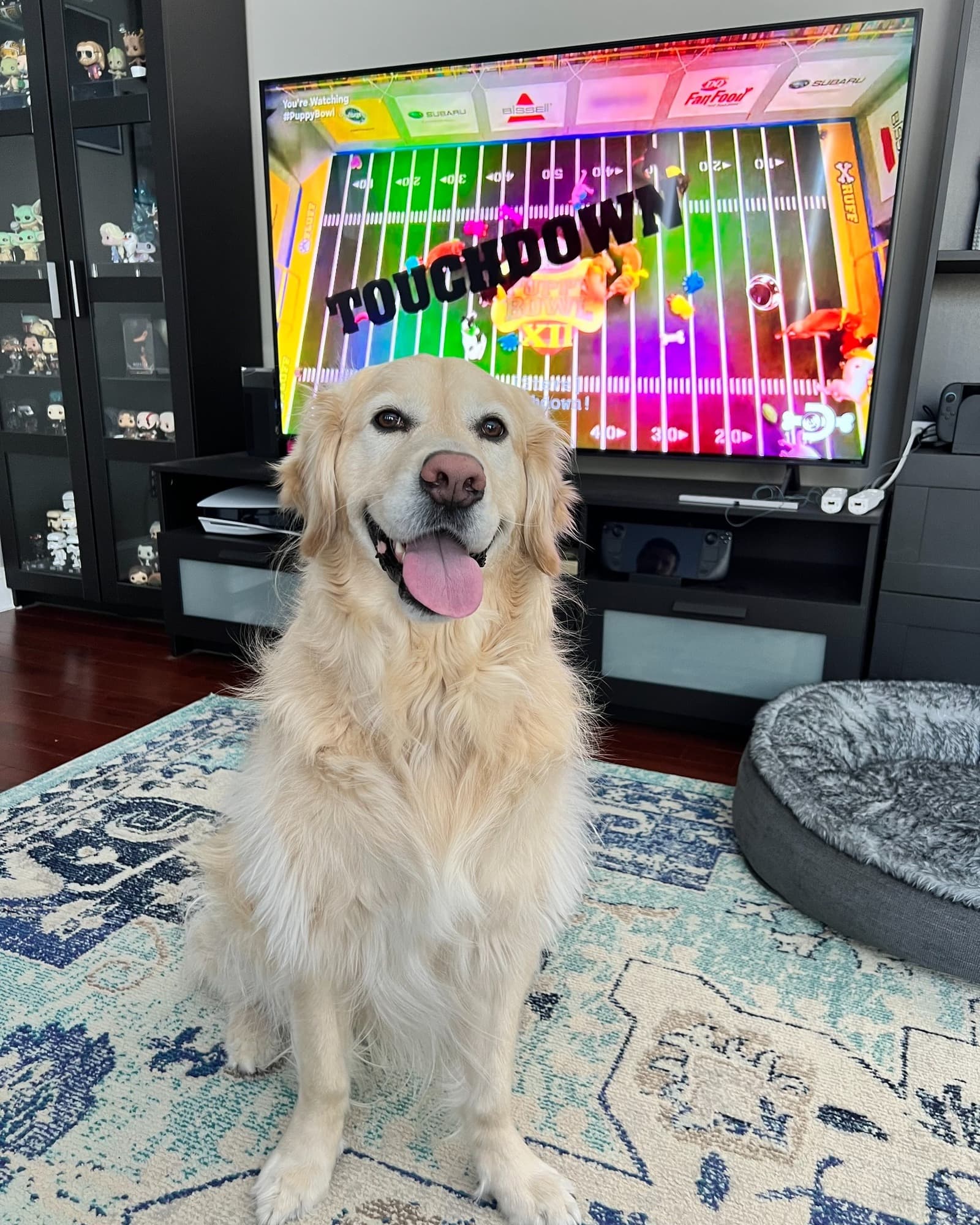 Eric's golden retriever in front of the Puppy Bowl